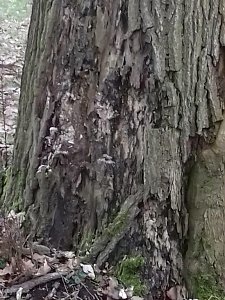 Auf die Bäume - im Park Hohenrode