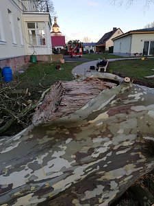 Platane wurde gef&auml;llt