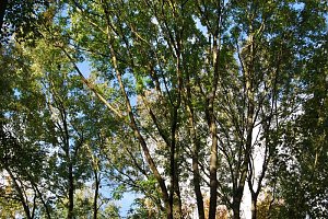 Herbst im gehege