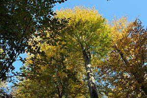 Herbst im gehege