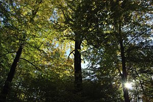 Herbst im gehege