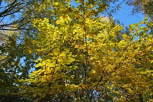 Herbst im gehege