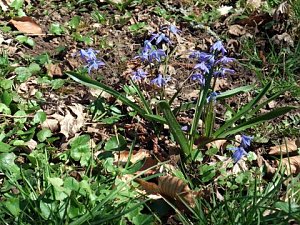 Fr&uuml;hling im Park Hohenrode