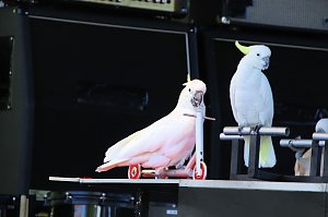 Autos und jede Menge Kultur