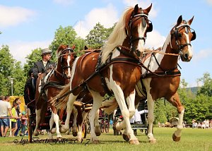 Vorbereitungen für Ponyschau laufen