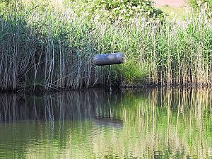 Natur pur bei am Neustädter Rosenteich