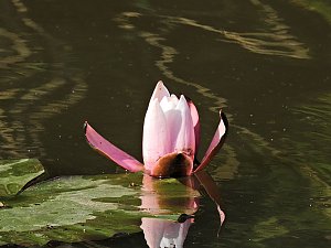 Natur pur bei am Neustädter Rosenteich