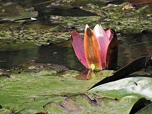 Natur pur bei am Neustädter Rosenteich