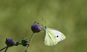 Natur pur bei am Neustädter Rosenteich
