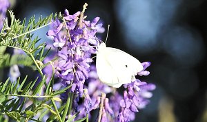 Natur pur bei am Neustädter Rosenteich