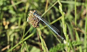 Natur pur bei am Neustädter Rosenteich