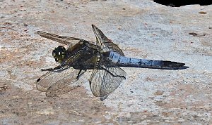 Natur pur bei am Neustädter Rosenteich
