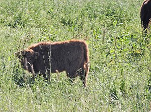 Natur pur bei am Neustädter Rosenteich