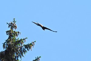 Natur pur bei am Neustädter Rosenteich