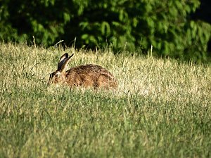 Natur pur bei am Neustädter Rosenteich