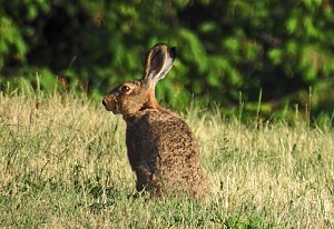 Natur pur bei am Neustädter Rosenteich
