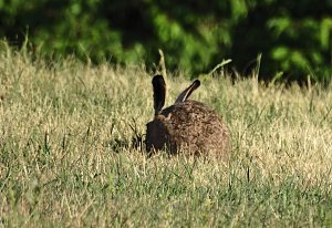 Natur pur bei am Neustädter Rosenteich