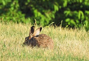 Natur pur bei am Neustädter Rosenteich
