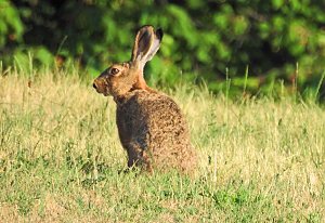 Natur pur bei am Neustädter Rosenteich
