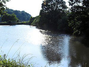 Natur pur bei am Neustädter Rosenteich