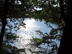 Natur pur bei am Neustädter Rosenteich