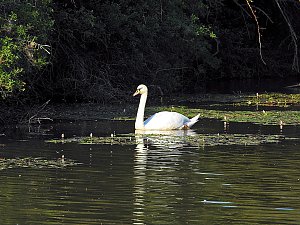 Natur pur bei am Neustädter Rosenteich