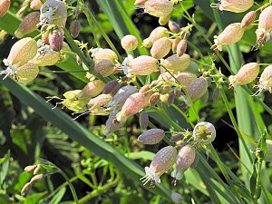 Natur pur bei am Neustädter Rosenteich