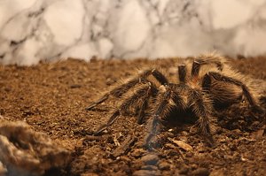 Spinnen- und Insektenschau in Sundhausen