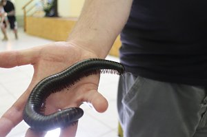 Spinnen- und Insektenschau in Sundhausen