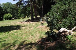 Noch gr&uuml;nt es im Park Hohenrode