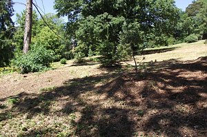 Noch gr&uuml;nt es im Park Hohenrode