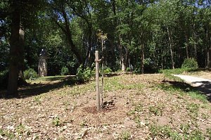 Noch gr&uuml;nt es im Park Hohenrode