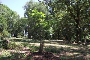 Noch gr&uuml;nt es im Park Hohenrode