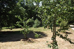 Noch gr&uuml;nt es im Park Hohenrode