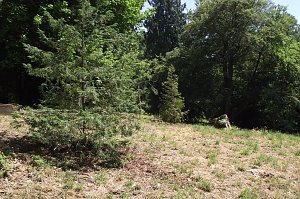 Noch gr&uuml;nt es im Park Hohenrode