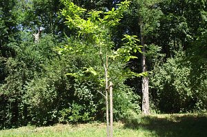 Noch gr&uuml;nt es im Park Hohenrode