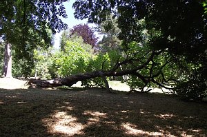 Noch gr&uuml;nt es im Park Hohenrode
