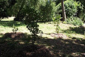Noch gr&uuml;nt es im Park Hohenrode