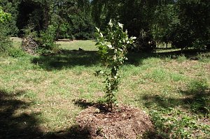 Noch gr&uuml;nt es im Park Hohenrode