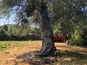 Baum angez&uuml;ndet