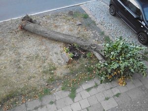 Nachruf auf eine Ilfelder Linde