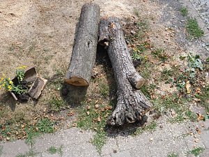 Nachruf auf eine Ilfelder Linde
