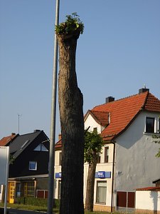 Nachruf auf eine Ilfelder Linde