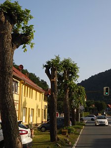 Nachruf auf eine Ilfelder Linde