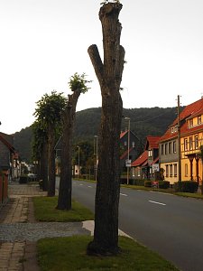Nachruf auf eine Ilfelder Linde