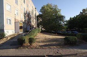 Auch Schattenspender vor den Plattenbauten in der Hardenbergstra&szlig;e.   