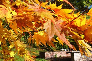 Mitbring-Party im Ahornpark Ilfeld