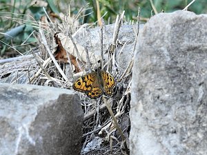 Zu Gast auf Schloss Plötzkau