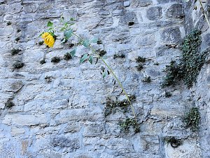 Zu Gast auf Schloss Plötzkau