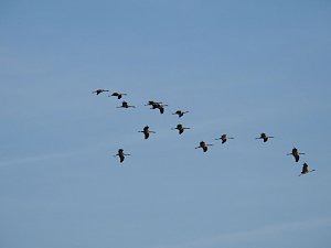 Die Vorboten flogen an